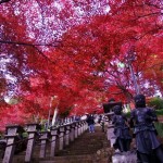 Mt Oyama(大山) ～Pick up autumnal leaves!～