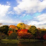 Koishikawa Korakuen Gardens(autumn leaves best now)