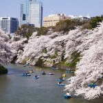 九段から近い桜の名所. Most famous and close Sakura place from Kudan.