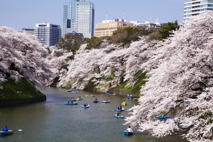 九段から近い桜の名所. Most famous and close Sakura place from Kudan.