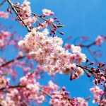 How to search the best time for Cherry Blossoms