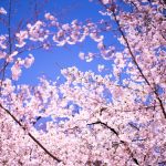 Chidorigafuchi in Spring