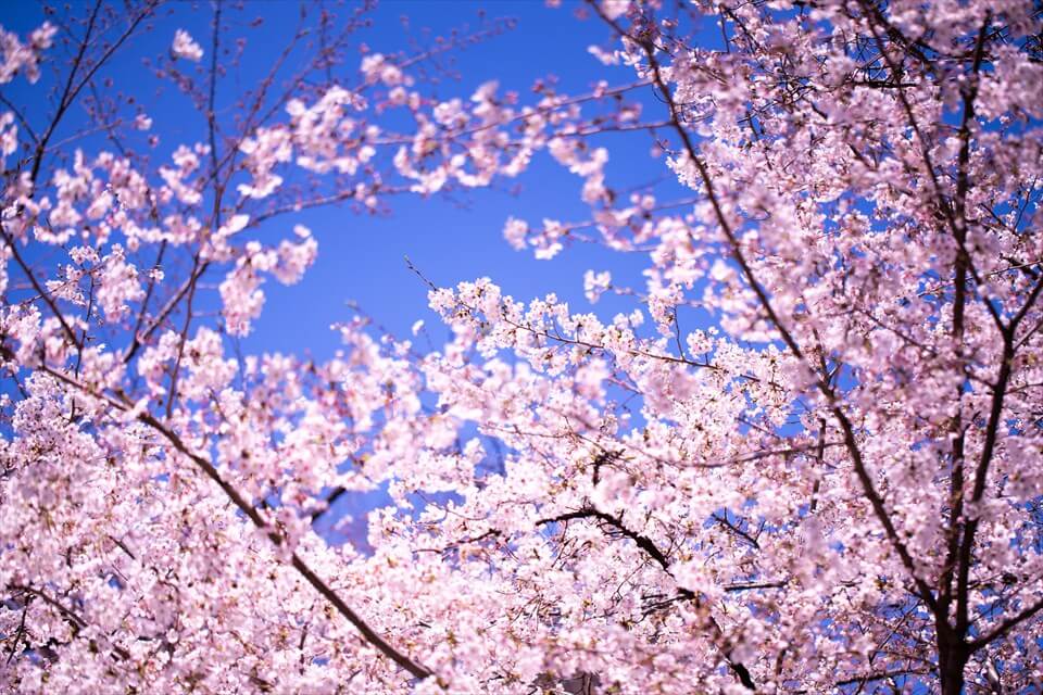 Chidorigafuchi in Spring