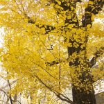 白山通りの銀杏  白山大路上的银杏 ginkgo