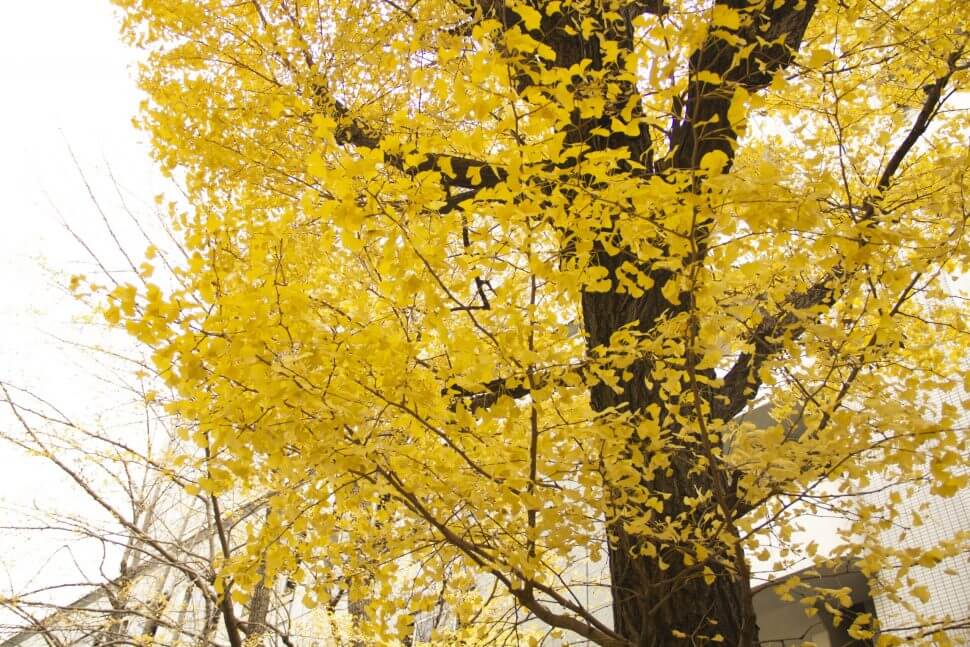 白山通りの銀杏  白山大路上的银杏 ginkgo