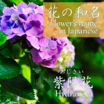 紫陽花の咲く季節　Hydrangea blooming season　某花要開的季節