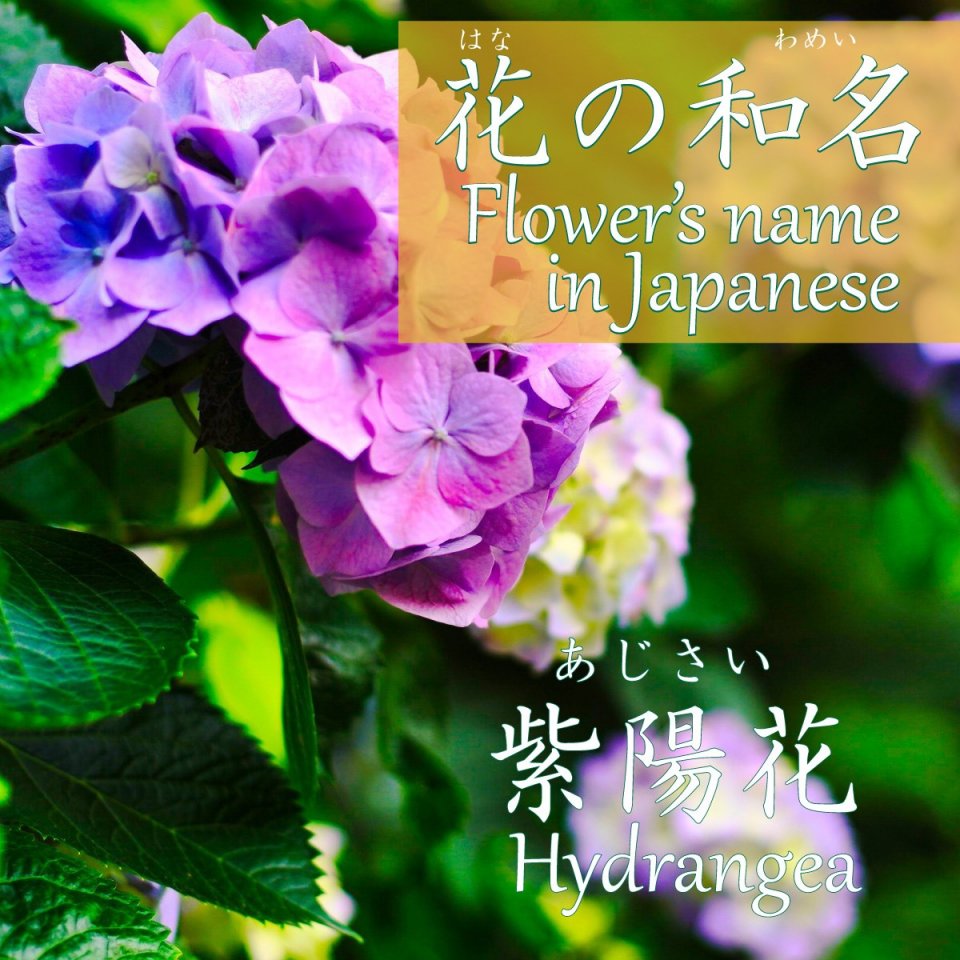 紫陽花の咲く季節 Hydrangea blooming season 某花要開的季節