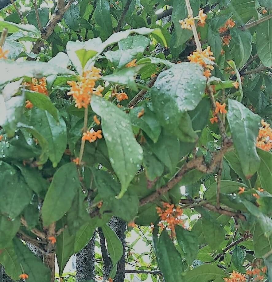 秋の香り-金木犀  One of the smells of autumn in Japan  秋天的滋味