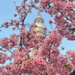 東京の桜　Cherryblossoms in Tokyo　2022