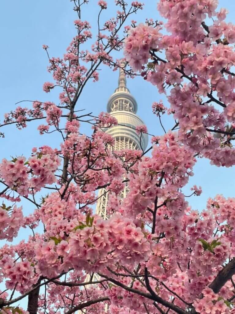 東京の桜 Cherryblossoms in Tokyo 2022