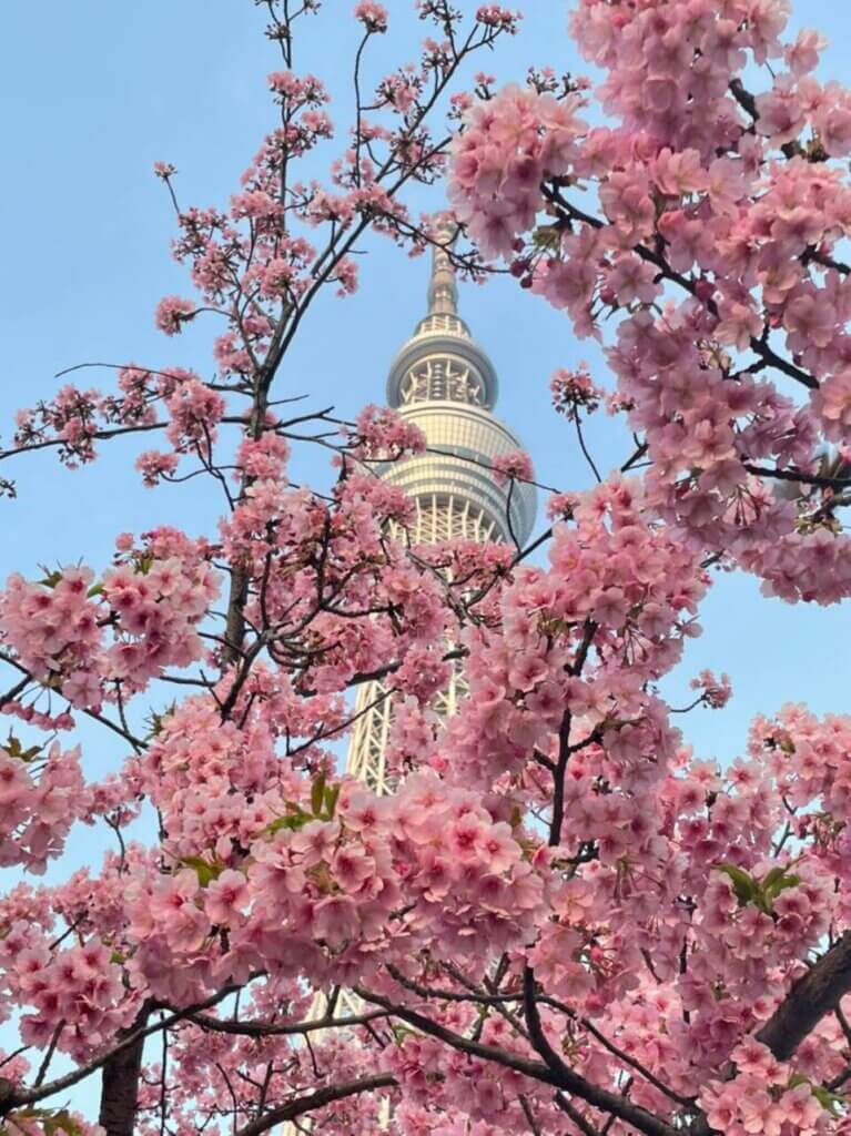 東京の桜　Cherryblossoms in Tokyo　2022