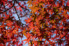 小石川植物園の紅葉 Autumn leaves of Koishikawa Botanical Garden