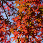 小石川植物園の紅葉 Autumn leaves of Koishikawa Botanical Garden