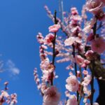 日本人のみなさん、会話クラスに入ってみませんか？