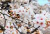 Master the JLPT with Kudan Institute’s Online Preparation Course