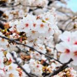 JLPT対策講座で合格を目指す！九段日本語学院のオンラインコース